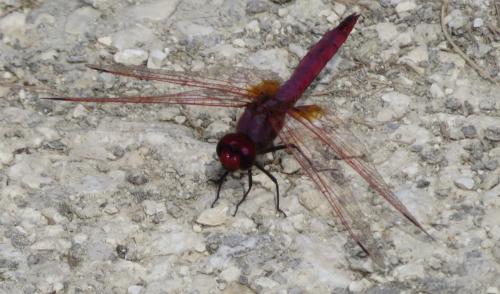 Trithemis annulata